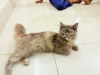 Persian female cat